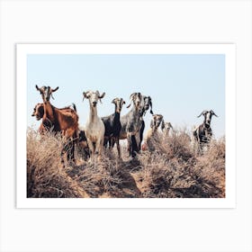 Countryside Goats Art Print