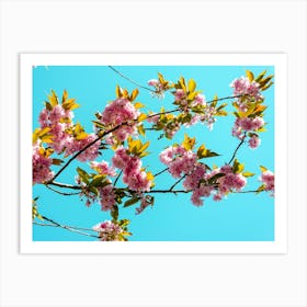 Cherry Trees In Bloom 03 Art Print