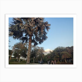 Palm Tree In The Park Art Print