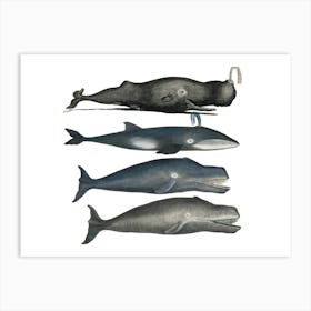 Whales Art Print