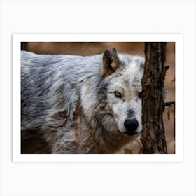 Wolf In The Woods Art Print