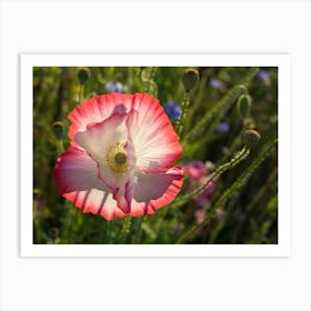 Pink and white petals of a poppy Art Print