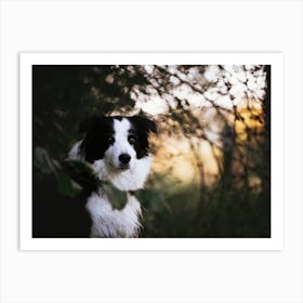 Border Collie in between the branches - Marke Belgium dog photo print - moody animal photography art Art Print