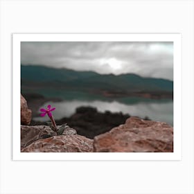 Flower On Rocks Art Print