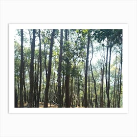 A Beautiful Forest 8 By Binod Dawadi Art Print