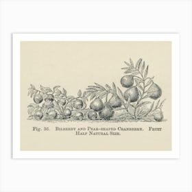 Vintage Illustration Of Bilberry And Cranberry, John Wright Art Print