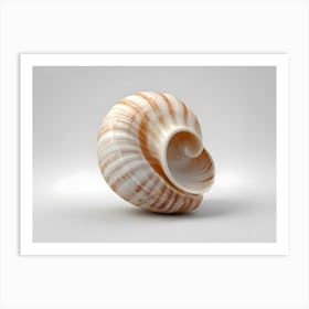 Sea Shell Art Print