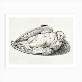 Dead Owl, Jean Bernard Art Print