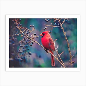 Cardinal And Berries Art Print