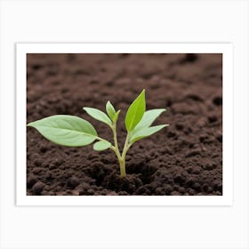 Young Green Plant Growing In Brown Soil Art Print