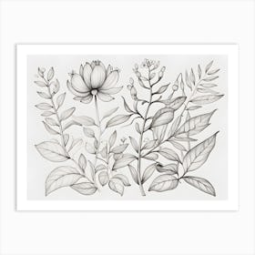 Botanical Drawing Art Print