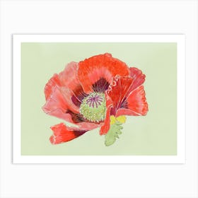 Red Poppy 3 Art Print