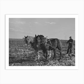 Clearing Space To Pile Topped Sugar Beets; This Makes Scooping Them Up Easier, East Grand Forks, Minnesota Art Print