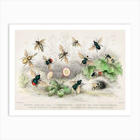 Honey Bee, Worker, Male, Queen, Common Humble Bee And Lapidary Bee, Oliver Goldsmith Art Print
