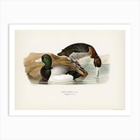 Greater Scaup, Scaup (Nyroca Marila), The Von Wright Brothers Art Print