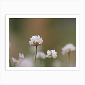 Clovers Botanical Photography Art Print