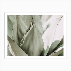 Succulent Cactus Art Print