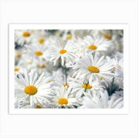 Daisies 1 Art Print