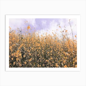 Yellow Flower Meadow Art Print