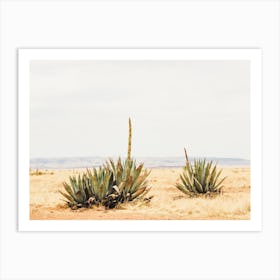 Desert Yucca Plants Art Print