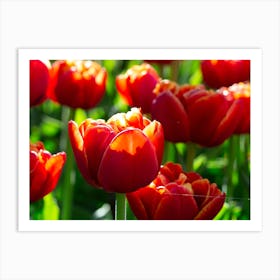 Red Tulips Art Print