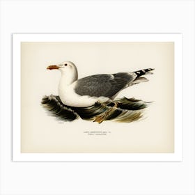 European Herring Gull (Larus Argentatus), The Von Wright Brothers Art Print