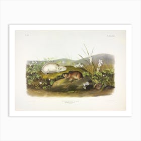 Hudson'S Bay Lemming, John James Audubon Art Print