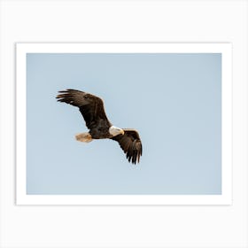 American Eagle In The Blue Sky Art Print