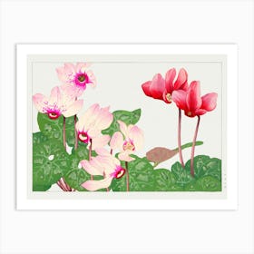 Cyclamen Art Print