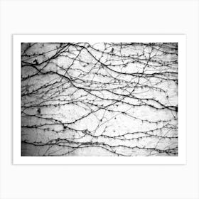 Wall Vines BW Art Print