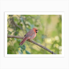 Northern Cardinal Perched On A Branch Art Print