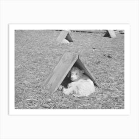 Kid In Individual Shelter, This Shelter Can Be Turned To Protect Him From Cold Wind Or Hot Sun, He Is Tied To Wire Which Is Art Print