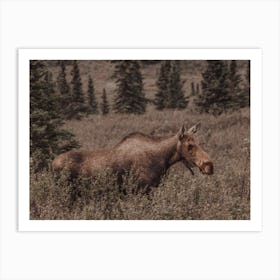 Colorado Moose Art Print