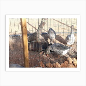 Geese In A Pen 1 Art Print