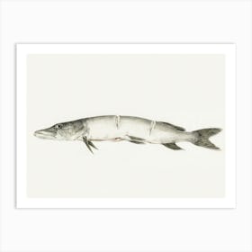 Pike, With Two Notches, Jean Bernard Art Print