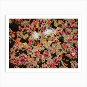 Cactus Flower Art Print