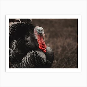 Thanksgiving Turkey Art Print