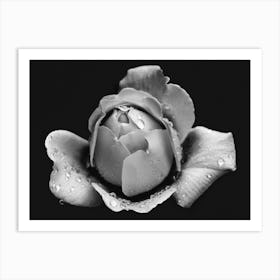 Black And White Rose Art Print