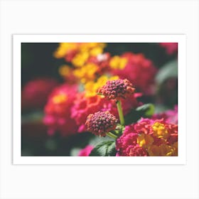 Summer flowers Art Print