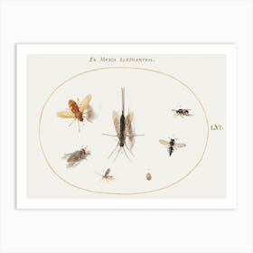 Seven Insects, Including Flies (1575–1580), Joris Hoefnagel Art Print