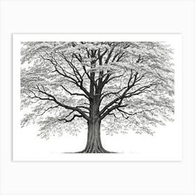 maple tree pencil sketch ultra detailed 7 Art Print