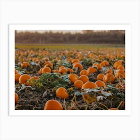 Pumpkin Field Art Print