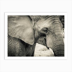 Black And White Elephant 3 Art Print