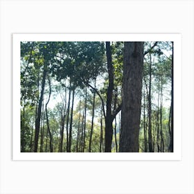 A Beautiful Forest 9 By Binod Dawadi Art Print