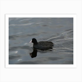 Black Duck In Water Art Print