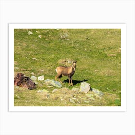 Deer In The Mountains 20230415181249pub Art Print