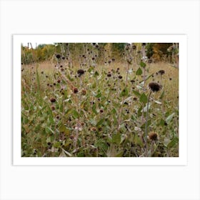 Thistle Art Print