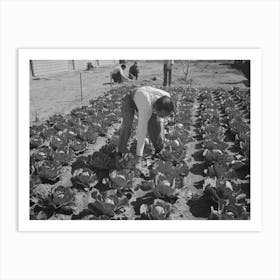 Agricultural Worker In Cabbage Field, Yuma County, Arizona By Russell Lee Art Print