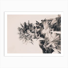 Date Palm Tree From Below 1 Art Print