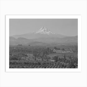 Orchards In Hood River Valley,Mount Hood In Background Art Print